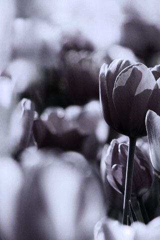 Красивые тюльпаны обои