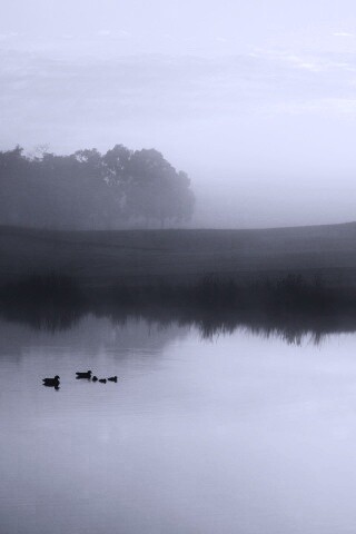 Ducks on a Misty Pond обои