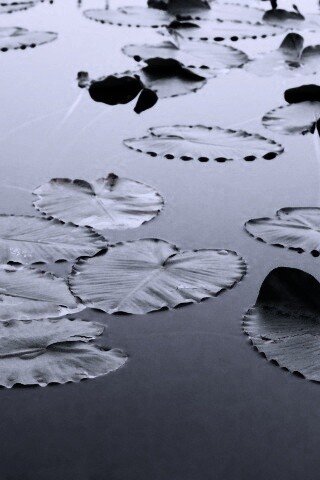 Плавающие листья обои