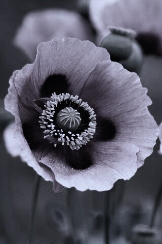 Розовые маки обои