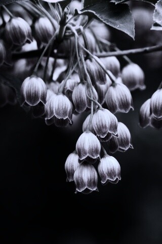 Красные колокольчики обои