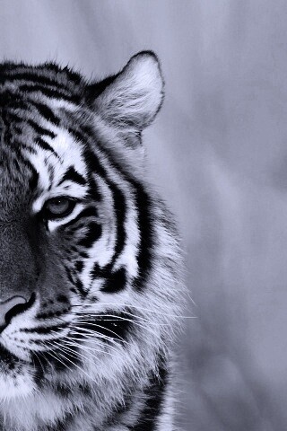 Красавец тигр обои