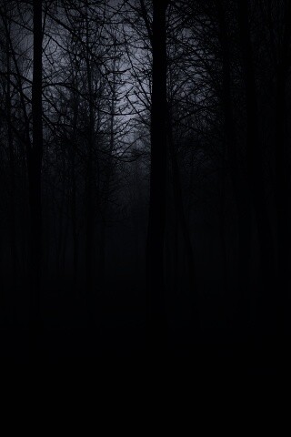 Страшный туманный лес обои