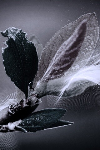 Разноцветные листья обои