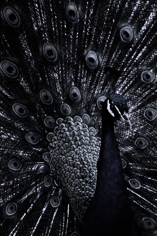 Красивый павлин обои