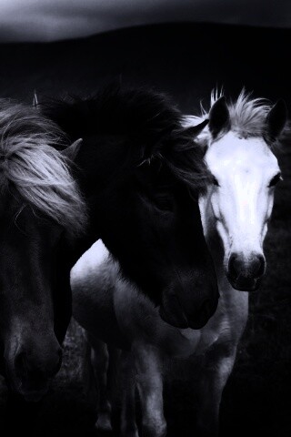 Мустанги обои