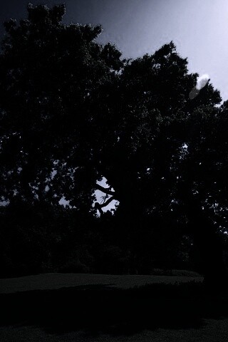 Большое зеленое дерево на лужайке обои