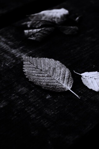 Опавшая листва обои