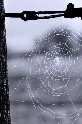 Паутина 51 обои