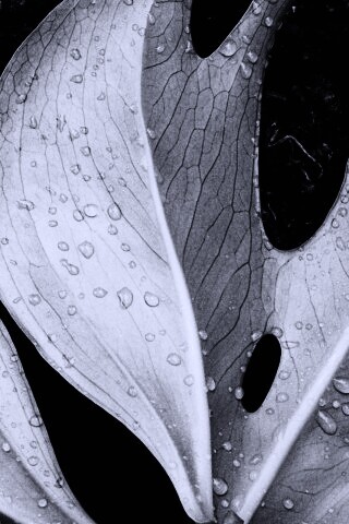 Белый лист обои