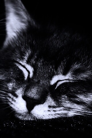 Спяший кот обои