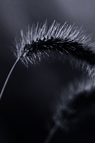 Травинка обои