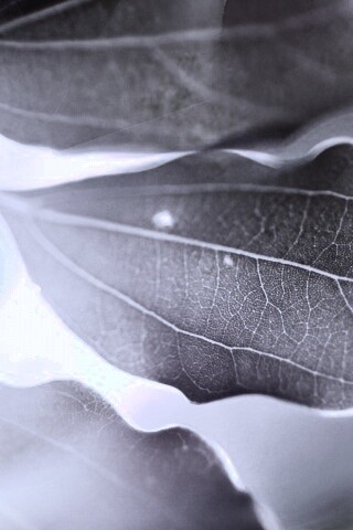 Радужные листья обои