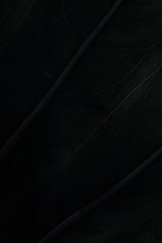 Прожилки на листе обои