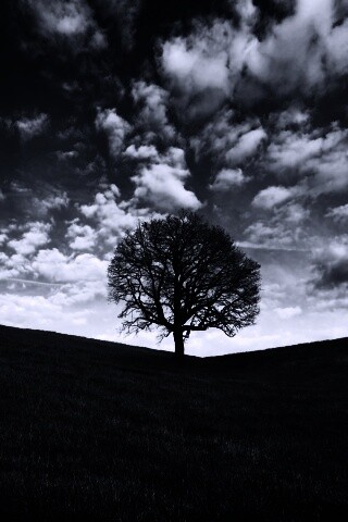 Холм одинокого дуба обои