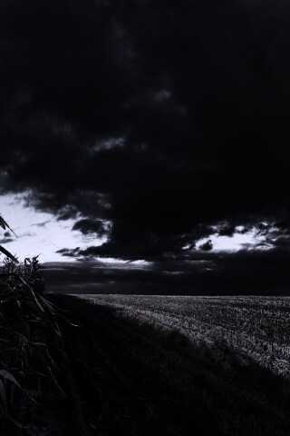 Кукурузное поле обои