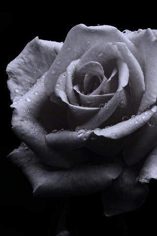 Белая роза обои