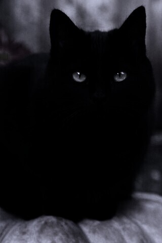 Чёрный кот на тыкве обои