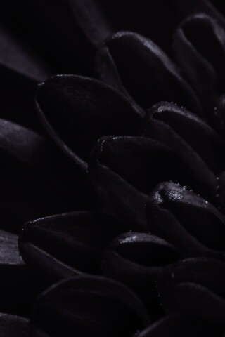 Лепестки хризантемы обои