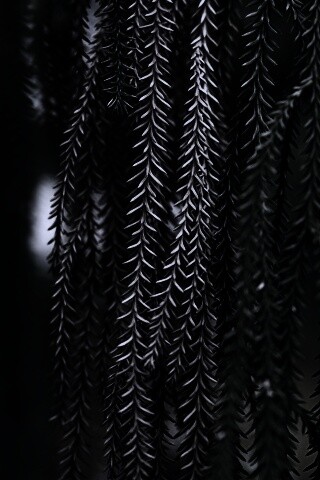 Зеленые колючки обои