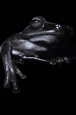 Лягушка на отдыхе обои