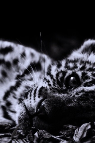 Гепард котенок обои