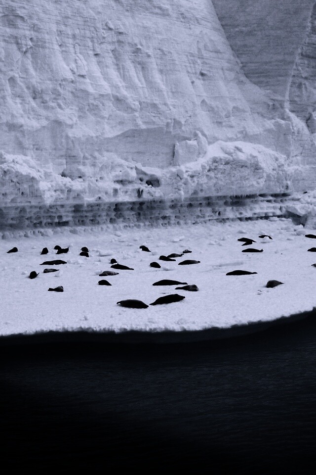 Спящие тюлени обои