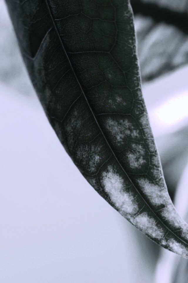 Зеленый листок обои