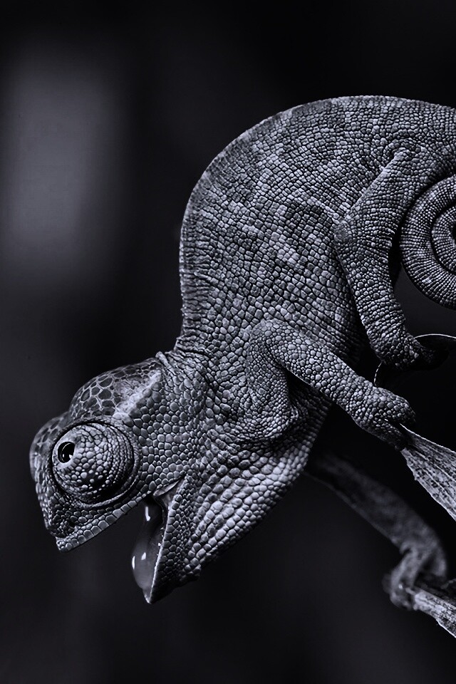 Хамелеон обои