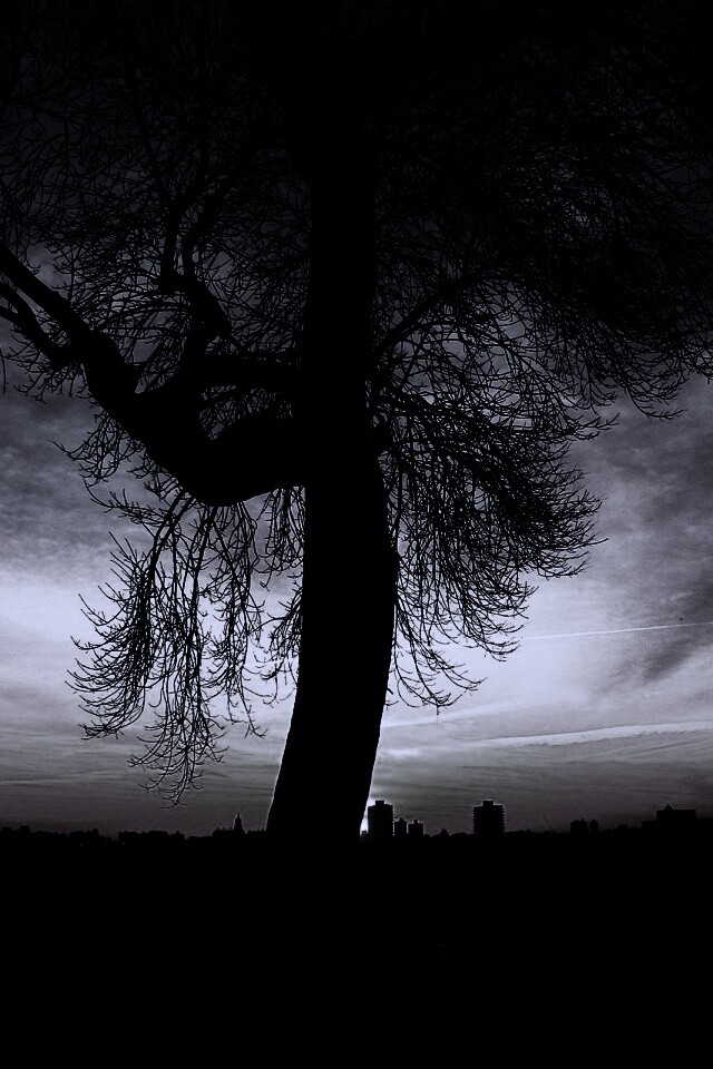 Одинокое дерево обои