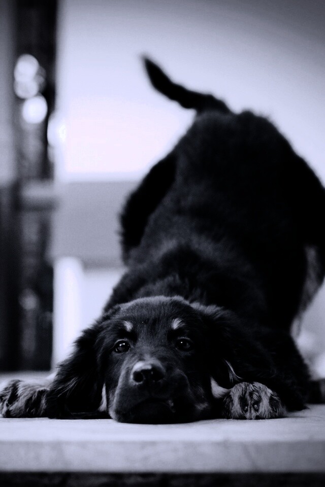 Игривый пес обои