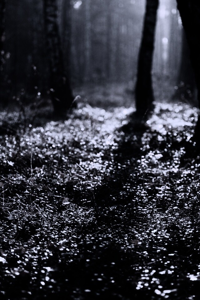 Лесная земля обои