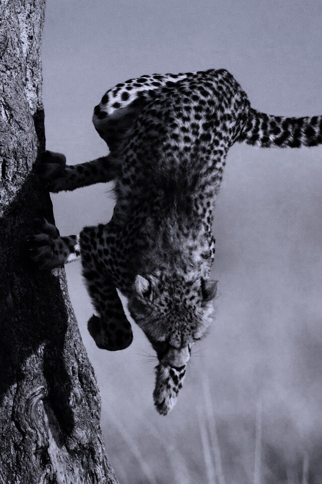 Скалолаз обои