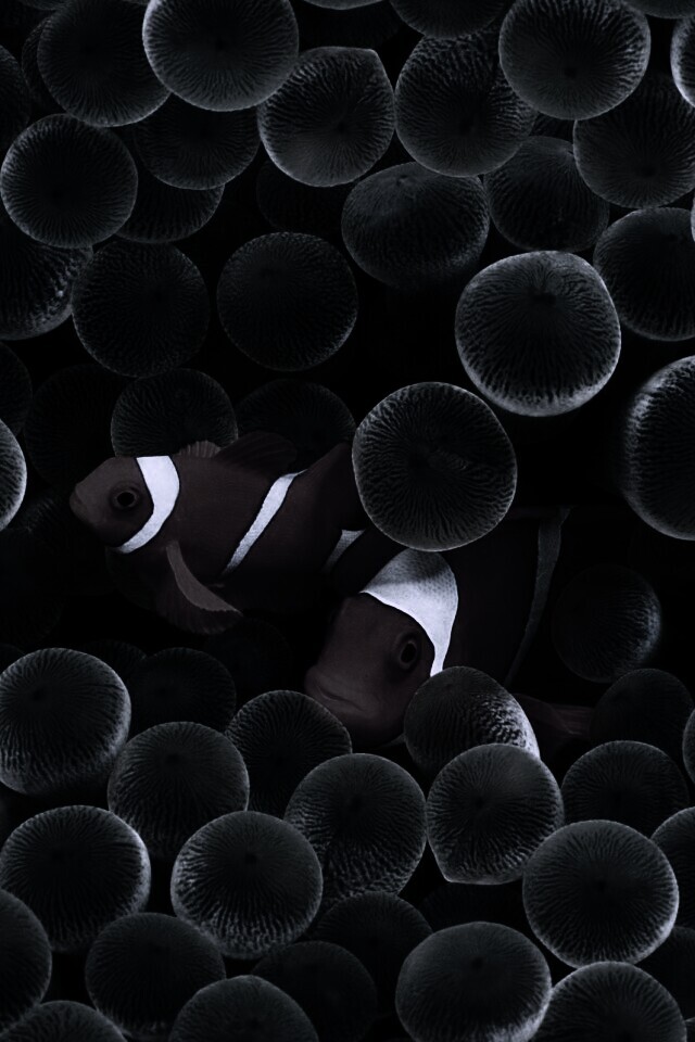 Рыбка клоун стандартные обои iPhone обои