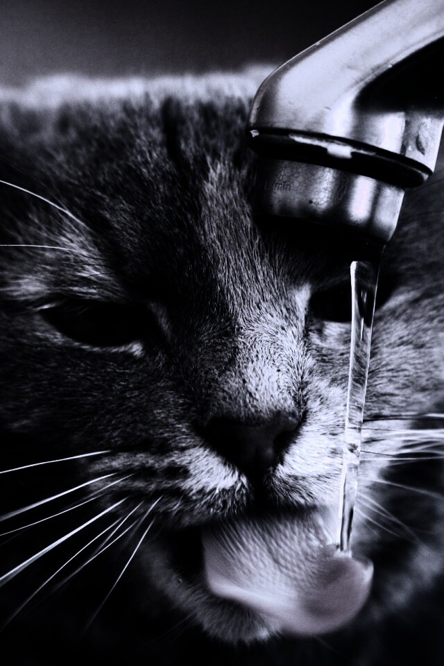 Кот пьет из под крана обои