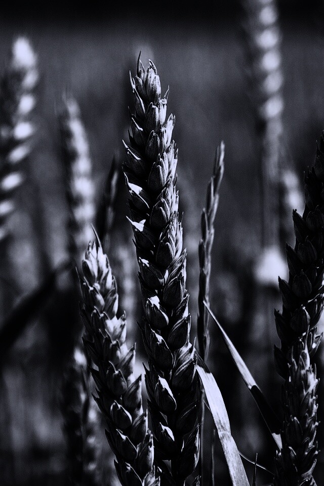 Молодые пшеничные колосья обои