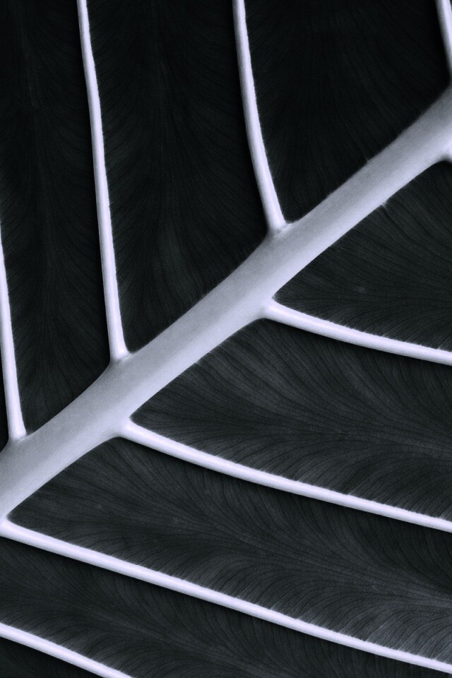 Пальмовый лист обои