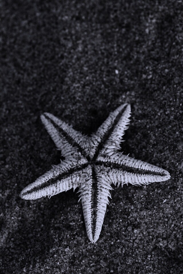 Морская звезда на песке обои