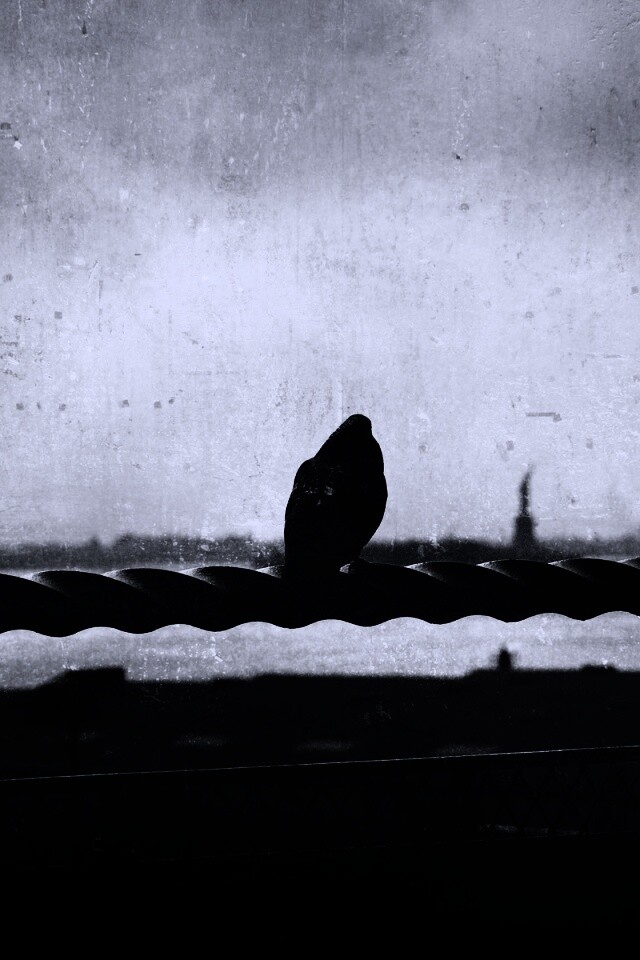 Голубь в Нью-Йоркских доках обои