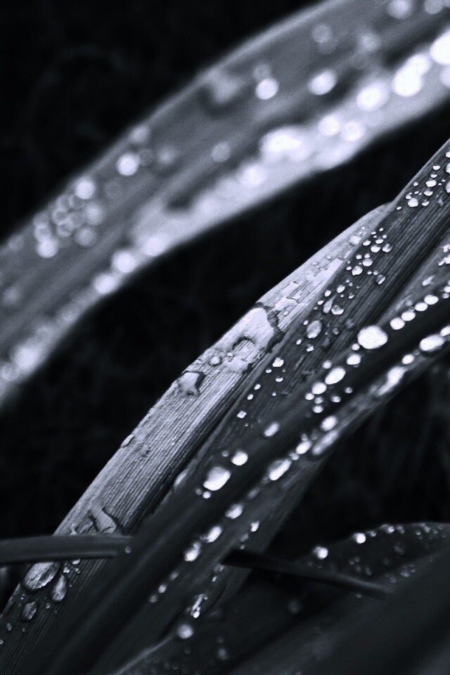 Роса на траве обои