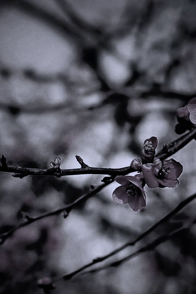 Весеннее цветение обои