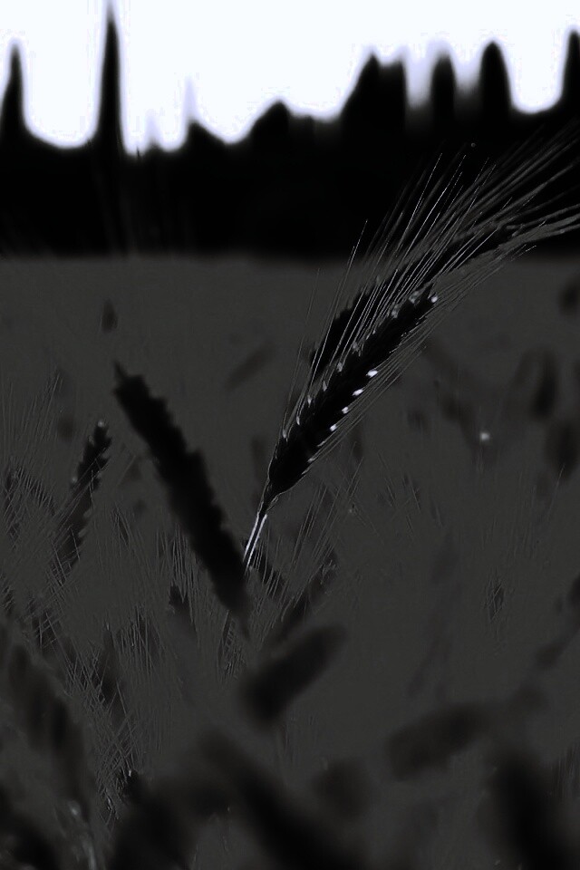 Пшеничное поле обои