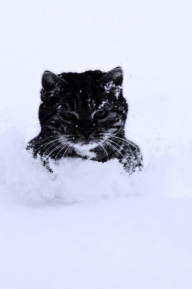 Недовольный кот в сугробе обои