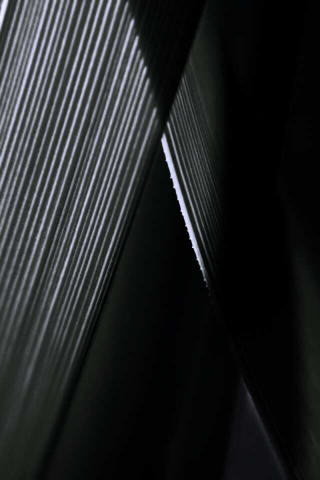 Травинки на свету обои