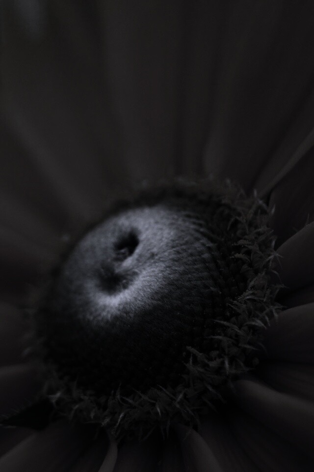 Недозрелый цветок подсолнечника обои