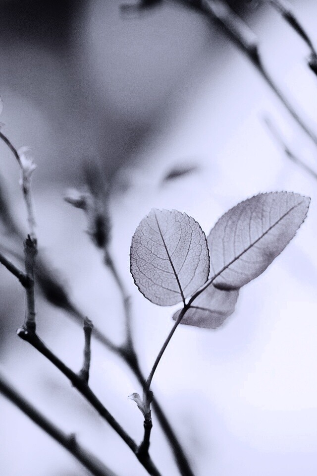 Красные листики обои