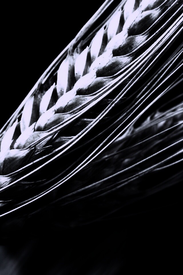 Пшеничный колос обои