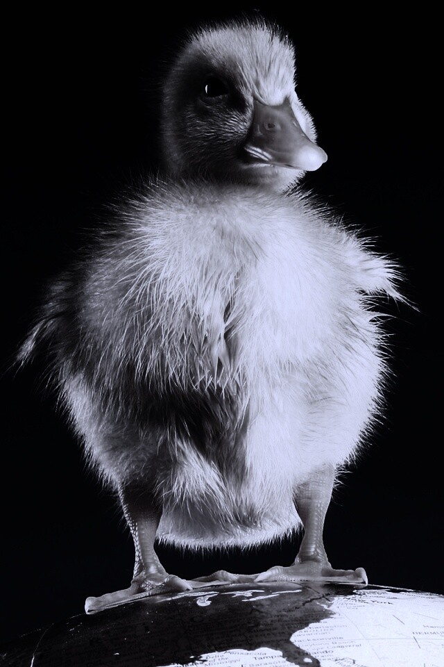 Утёнок на глобусе обои