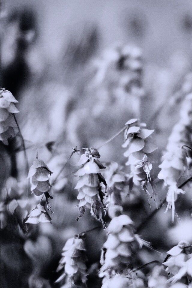 Висящие цветочки обои