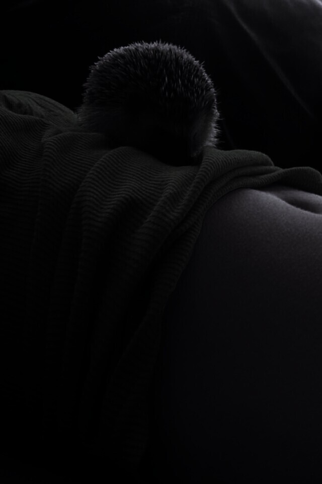 Девушка и ёжик обои